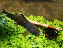 I love this photo. Big grayling is staying next my fly rod and resting after a fierce fight.