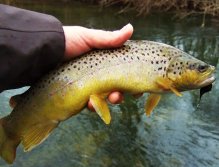 The beautiful golden brownie did not resist the bigger black streamer.