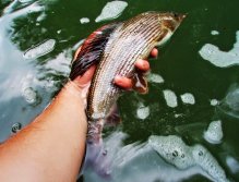 Big grayling male caught on imitation of beige caddis larva.
