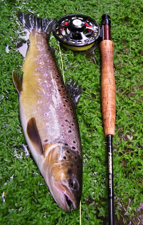 Mohykan from a long pool. Long and exciting fight, quick photo and fast back into the water.