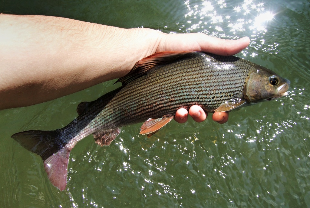 Beautiful and today a very rare specimen of the Thymalus Thymalus.