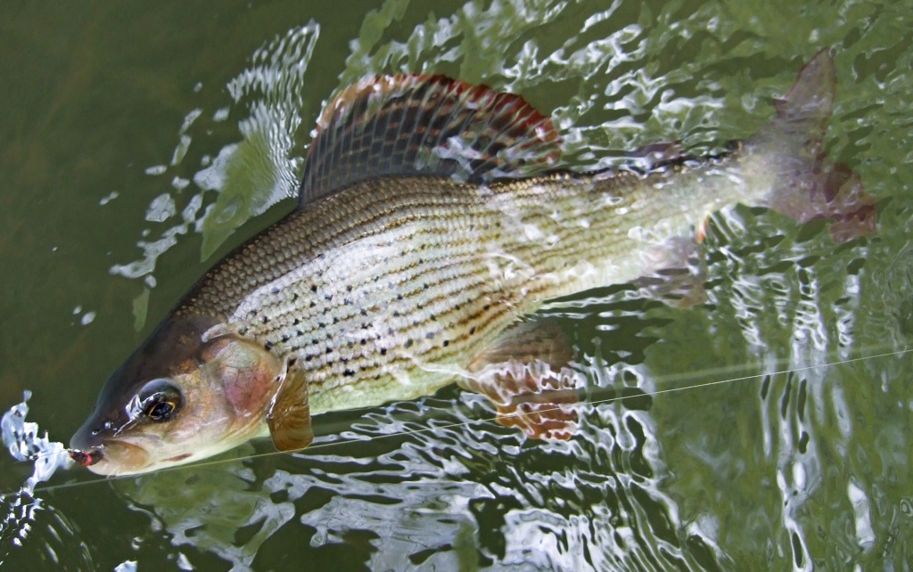Grayling Quasimodo couldn't resist a pink heart Czech nymph. Great nymph pattern for this stream!