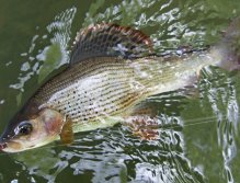 Grayling Quasimodo couldn't resist a pink heart Czech nymph. Great nymph pattern for this stream!