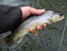Typically silvery-colored brown trout from this magical and mysterious stream.