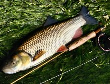 Stunning big freshwater chub on a very lightweight rod.
