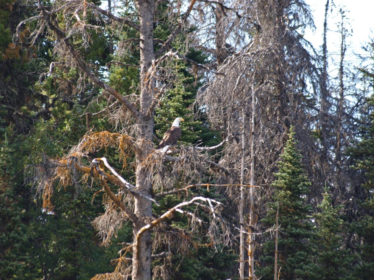 Bald Eagle scouting fort a meal