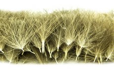 Selected CDC Quill & Fly 50 pcs Cream