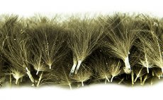 Selected CDC Quill&Fly 50 pcs Dark